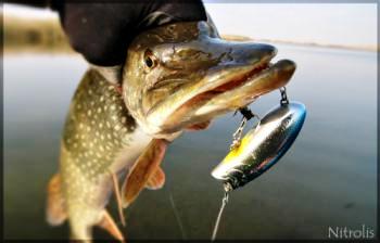 Щука на воблер 